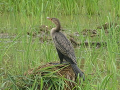 Microcarbo africanus