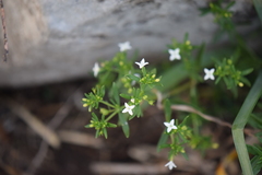Stenaria nigricans