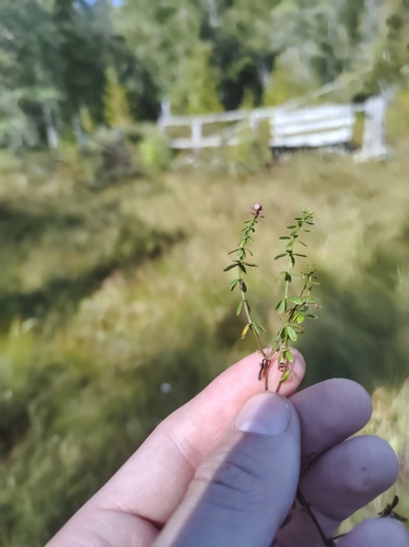 Image of Galium labradoricum by no rights reserved