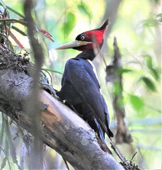 Campephilus leucopogon