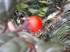 Lycianthes tysoniana