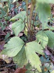 Anemone virginiana