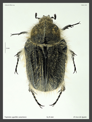 Tropinota squalida canariensis