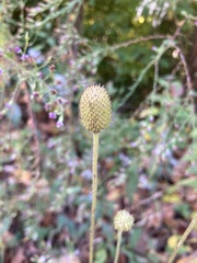 Anemone virginiana