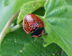 Botanochara macularia