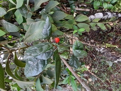 Lycianthes tysoniana