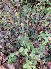 Anemone virginiana
