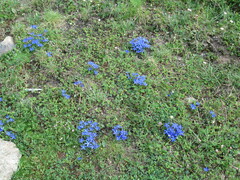 Gentiana