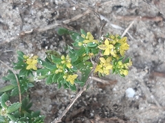 Galium arenarium