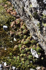 Semperviveae