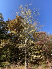 Acer saccharinum