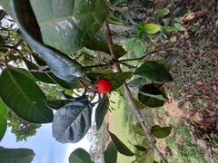 Lycianthes tysoniana