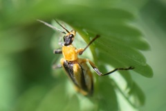 Chauliognathus nigriceps