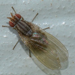 Poecilolycia