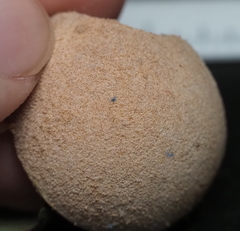 Disholcaspis cinerosa