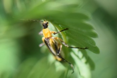 Chauliognathus nigriceps