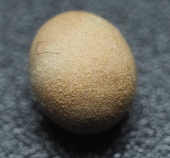 Disholcaspis cinerosa