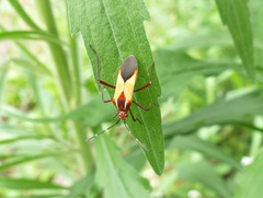 Hypselonotus interruptus