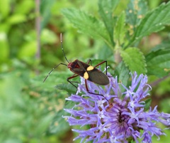 Hypselonotus interruptus