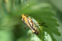 Chauliognathus nigriceps