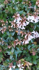 Macroglossum stellatarum