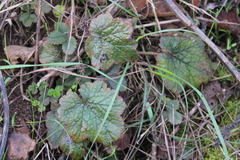 Heuchera micrantha