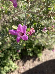 Leucophyllum