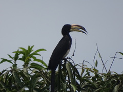 Lophoceros fasciatus