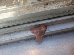 Psectraglaea carnosa