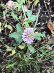 Trifolium