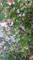 Macroglossum stellatarum