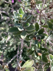 Leucophyllum