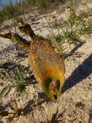 Lachenalia variegata