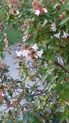 Macroglossum stellatarum