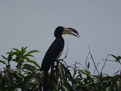 Lophoceros fasciatus