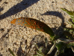Lachenalia variegata