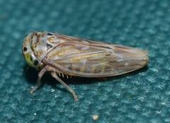 Bugraia ocularis