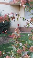 Macroglossum stellatarum