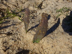 Lachenalia variegata