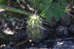 Echinocereus
