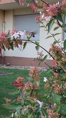 Macroglossum stellatarum