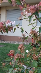 Macroglossum stellatarum