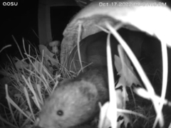 Microtus pennsylvanicus