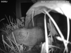 Microtus pennsylvanicus