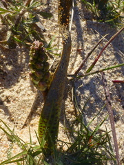 Lachenalia variegata