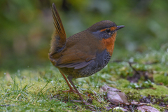 Scelorchilus rubecula