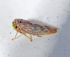 Bugraia ocularis