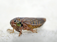 Bugraia ocularis