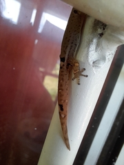 Sphaerodactylus continentalis