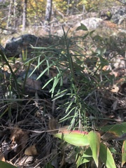 Asclepias verticillata